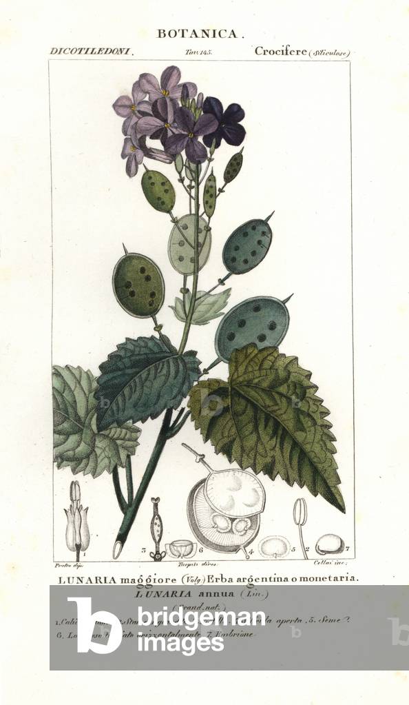 Annual honesty, Lunaria annua