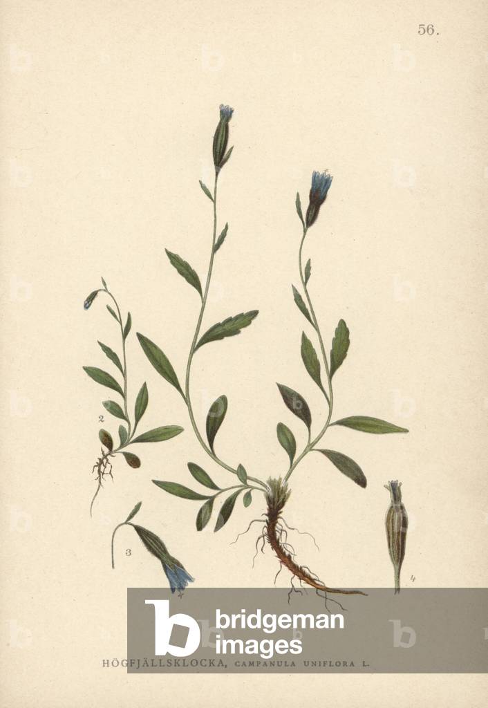 Arctic bellflower, Campanula uniflora