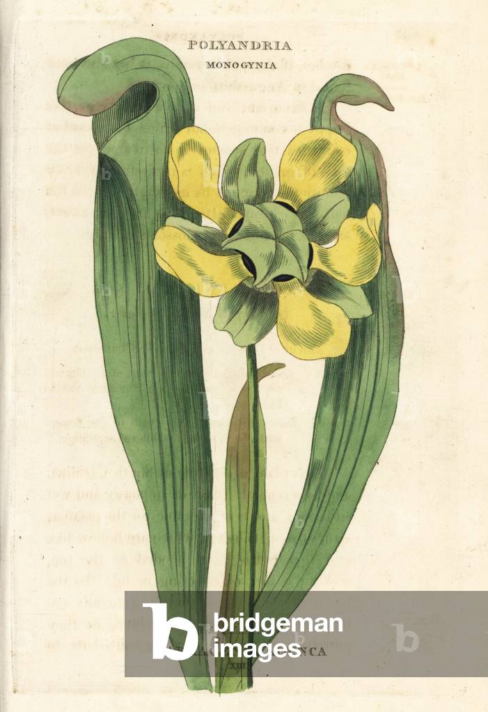 Krug mit Kapuze, Sarracenia minor (Seitensattelblume, Sarracenia adunca). Handkolorierter Kupferstich nach ein