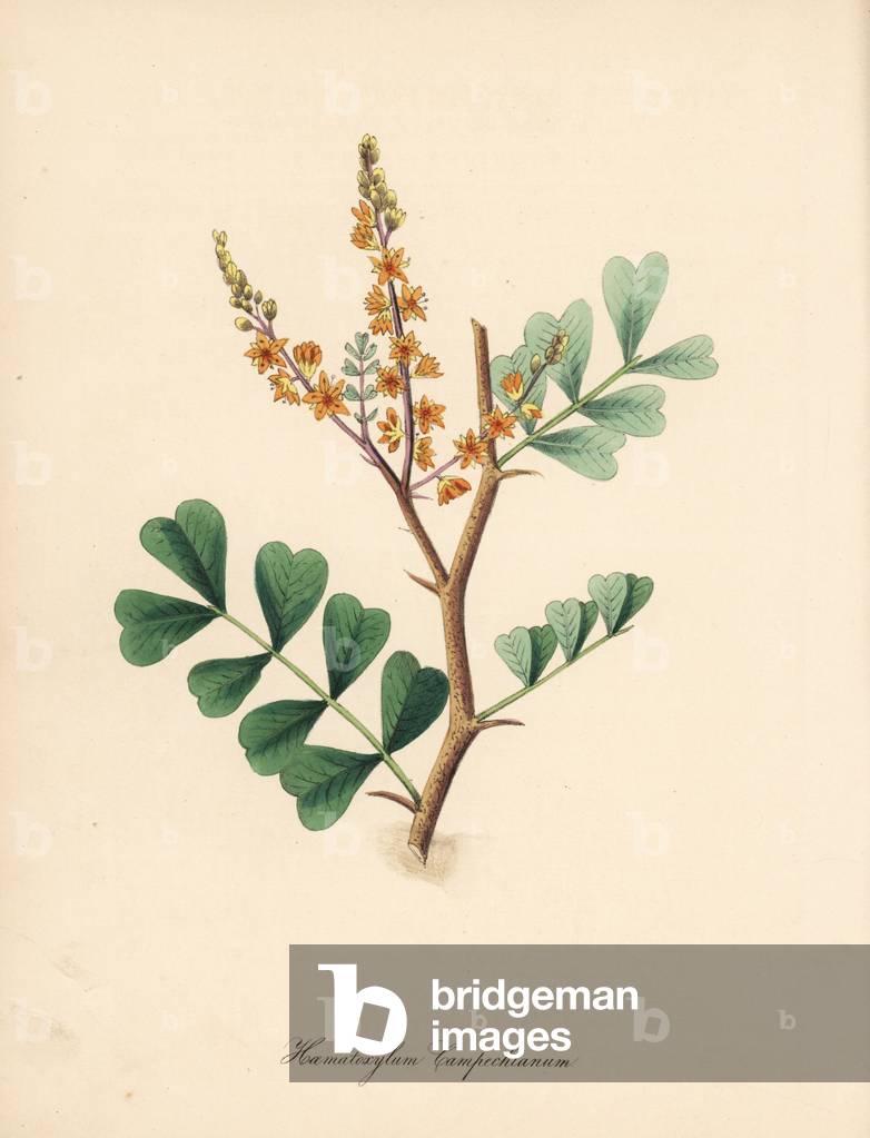 Campeche - Logwood tree, Haematoxylum campechianum. Handcoloured zincograph by C. Chabot drawn by Miss M. A. Burnett from her “” Plantae Utiliores: or Illustrations of Useful Plants,”” Whittaker, London, 1842. Miss Burnett drew the botanical illustrations, but the text was chiefly by her late brother, British botanist Gilbert Thomas Burnett (1800-1835).