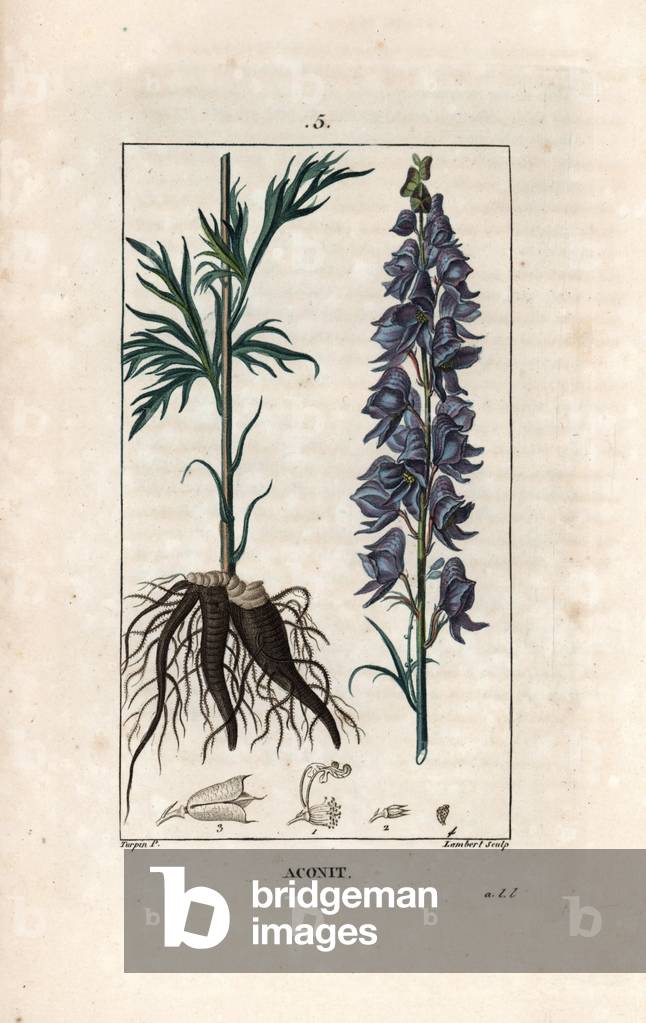 Aconit - Engraving by Lambert after a drawing by Pierre Jean Francois Turpin (1775-1840), from La flore medicale, de Chaumeton, Poiret et Chamberet, Paris 1830 - Monkshood, Aconitum napellus, showing flowers, leaves and roots - Engraving by Lambert from a drawing by P - J - F - Turpin from Chaumeton, Poiret et et Chamberet's “La Flore Medicale,” Paris, Panckoucke, 1830 -