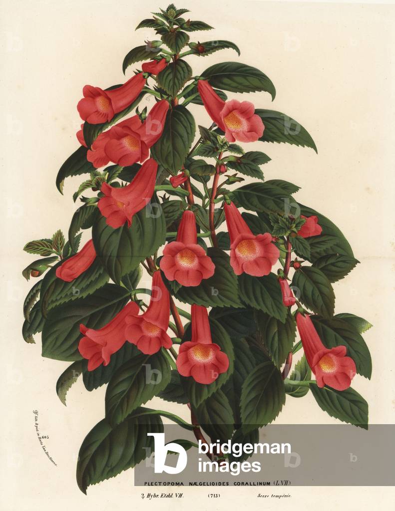 Achimenantha x naegelioides, coral cultivar, Plectopoma naegelioides corallinum. Handcoloured lithograph from Louis van Houtte and Charles Lemaire's Flowers of the Gardens and Hothouses of Europe, Flore des Serres et des Jardins de l'Europe, Ghent, Belgium, 1867-1868.