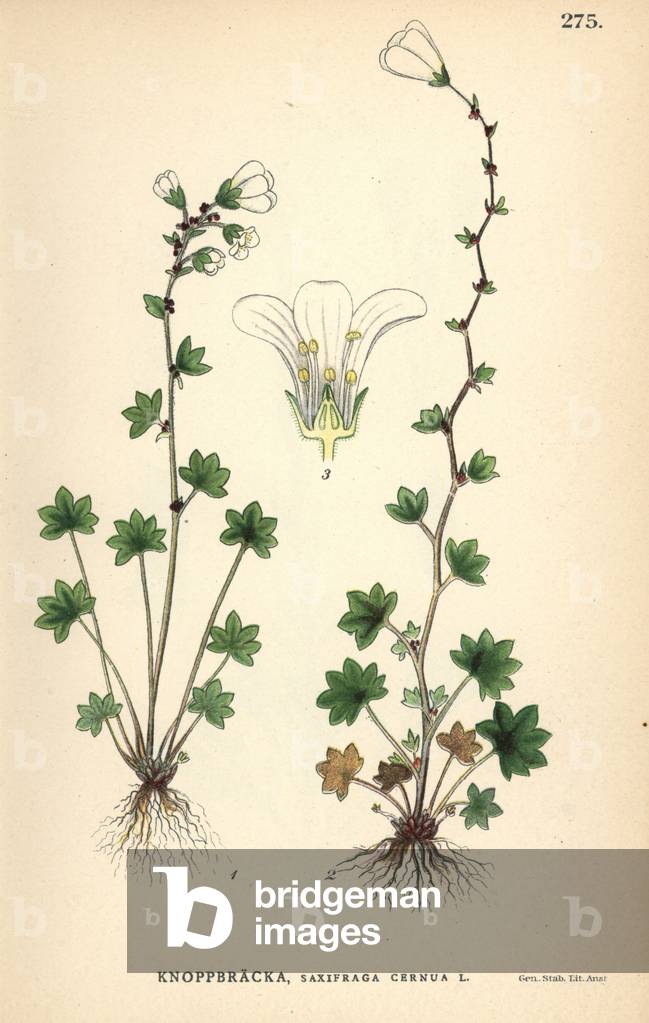 Drooping saxifrage, Saxifraga cernua