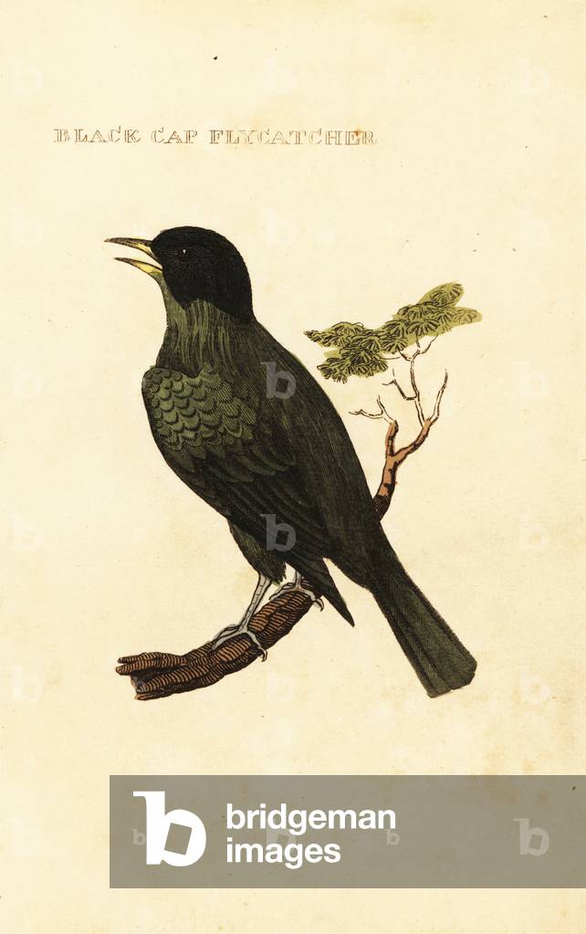 Black-capped bulbul, Pycnonotus melanicterus