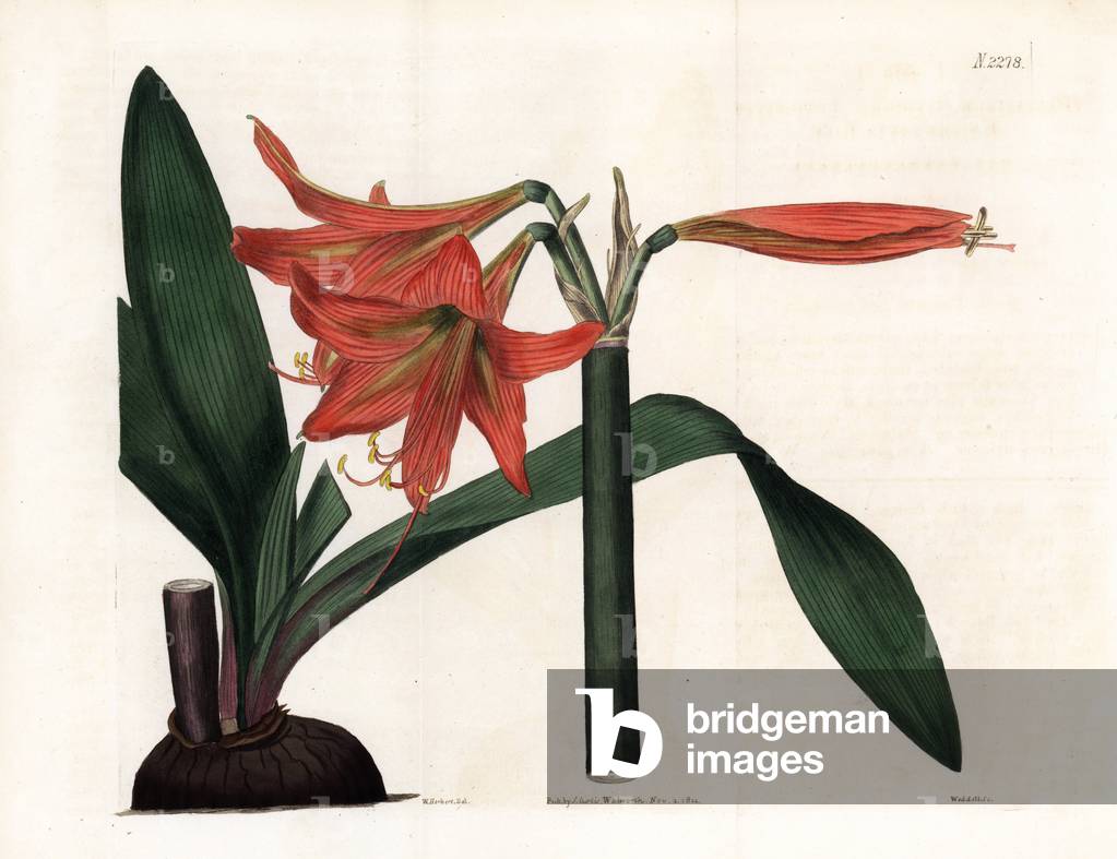 Amaryllis du Brazil - Long styled knights' star lily, Hippeastrum stylosum. Amaryllis native to Guyana and Brazil. Handcoloured copperplate engraving by Weddell after an illustration by William Herbert from Samuel Curtis's “” Botanical Magazine,”” London, 1821.