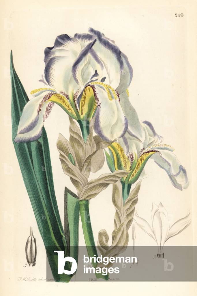 Iris pale - Dalmatian iris or sweet iris, Iris pallida (Swert's flower de luce, Iris swertii). Handcoloured co