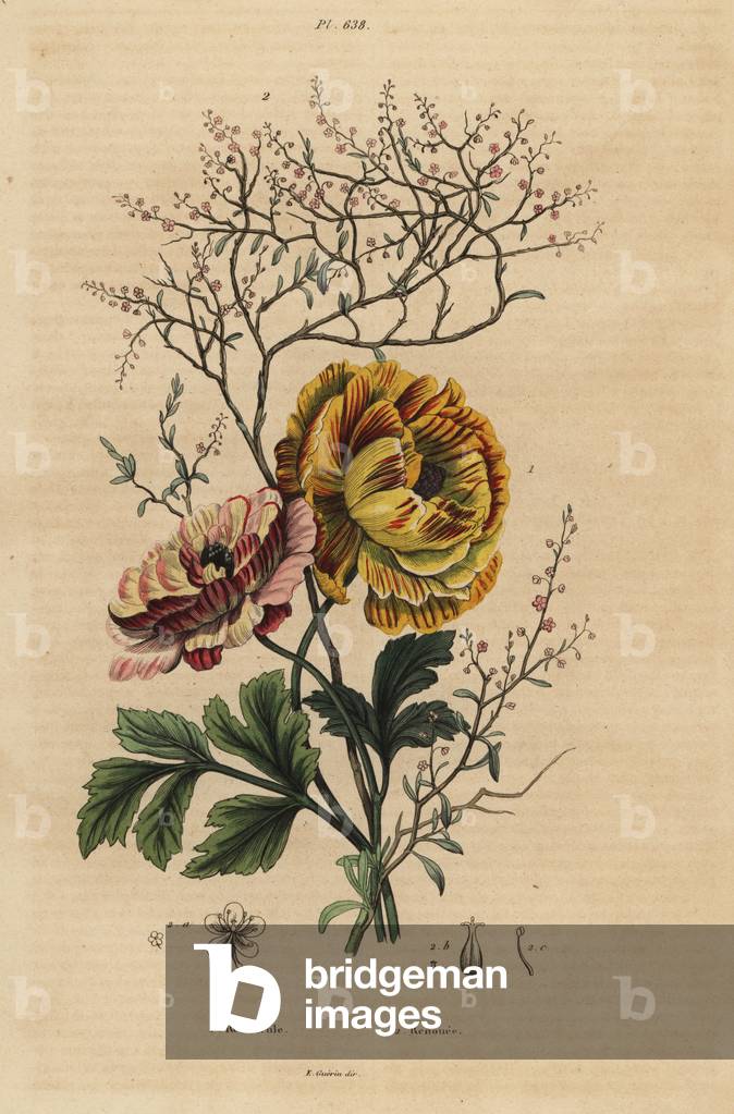 Persian buttercup, Ranunculus asiaticus 1, and Chinese indigo, Persicaria tinctoria 2. Renoncule, Renouee