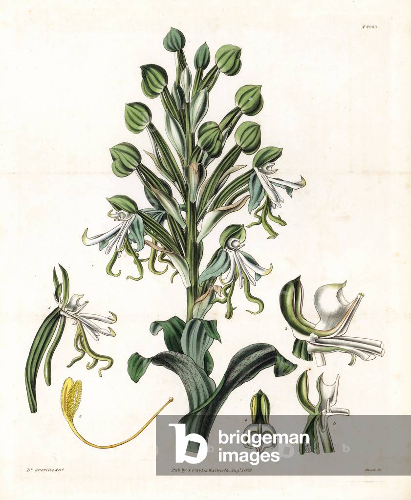 Orchid Variety - Beautiful or showy bonatea orchid, Bonatea speciosa. Handcoloured copperplate engraving by Swan after an illustration by Dr. Greville from Samuel Curtis's “” Botanical Magazine,”” London, 1829.