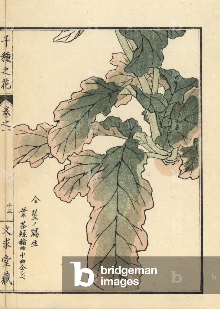 Aburana or wild turnip, Brassica rapa L. var. nippo-oleifera (wild shuttle) Handcoloured woodblock print by Kono Bairei from Senshu no Hana (One Thousand Varieties of Flowers), Bunkyudo, Kyoto, 1900.