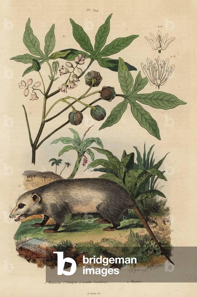 Virginia opossum, Didelphis virginiana 1, and cassava or yuca, Manihot esculenta 2