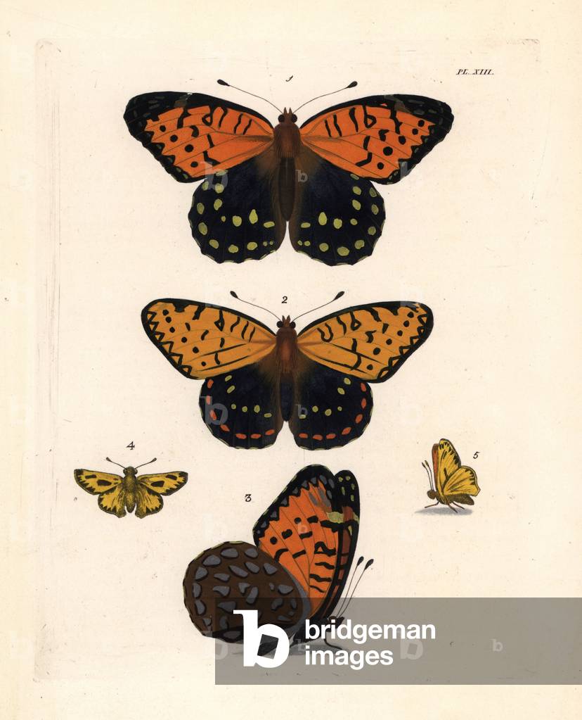 Regal fritillary butterfly, Speyeria idalia, female 1,3, and male 2, and the fiery skipper, Hylephila phyleus 4,5. Handcoloured lithograph from John O. Westwood's new edition of Dru Drury's “” Illustrations of Exotic Entomology,”” Bohn, London, 1837.
