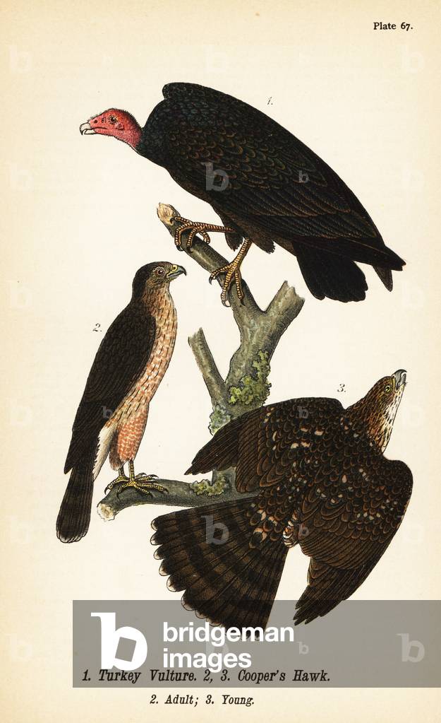 Turkey vulture, Cathartes aura 1, and Cooper’s hawk, Accipiter cooperii, adult 2, young 3