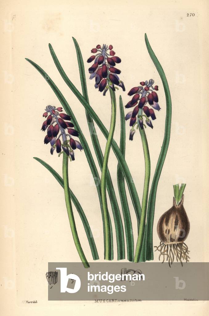 Hyacinth en clusters - Grape hyacinth or dark-purple grape hyacinth, Muscari commutatum. Handcoloured copperpl