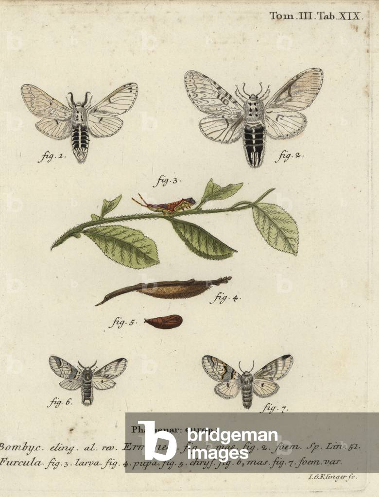 Lesser puss moth, Cerura erminea.