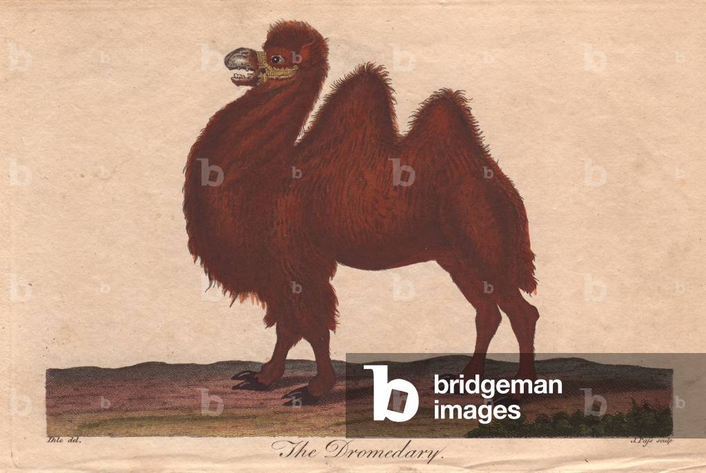 Dromedary camel Camelus dromedarius