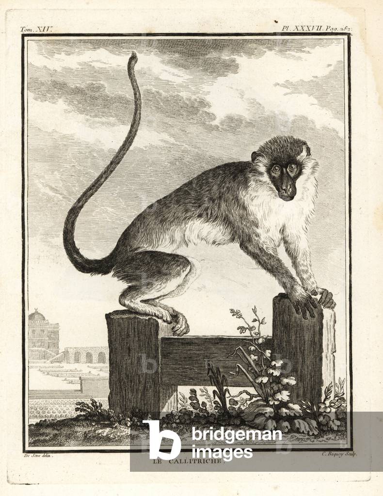 Grevet, Chlorocebus aethiops. Copperplate engraving by C. Baquoy after an illustration by Jacques de Seve from Georges-Louis Leclerc, Comte de Buffon's Histoire Naturelle, Imprimerie Royale, Paris, 1766.