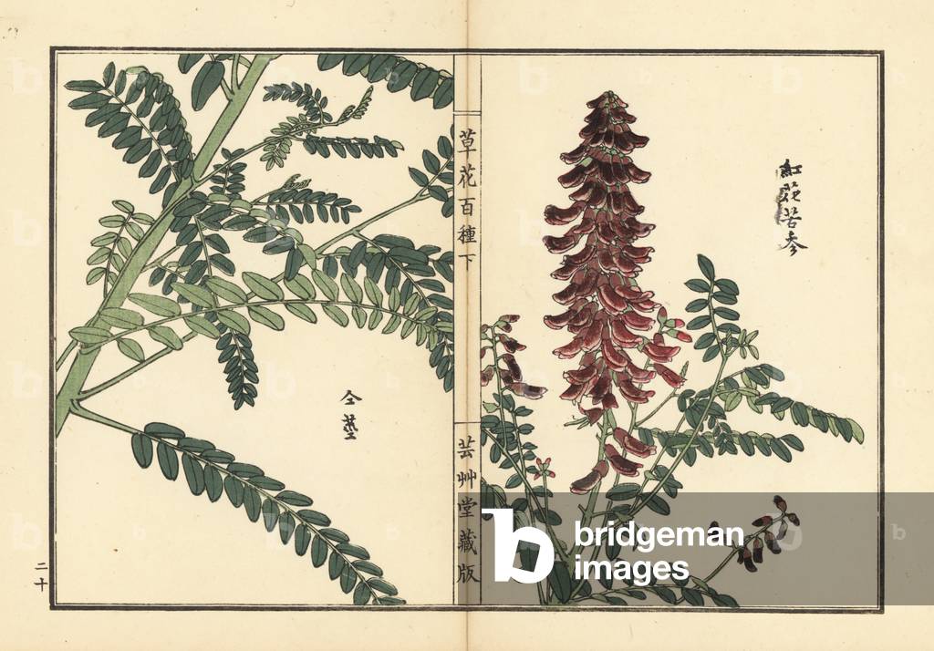 Kouka or kujin, Sophora flavescens. Root used in Chinese medicine as ku shen. Handcoloured woodblock print by Kono Bairei from Kusa Bana Hyakushu (One Hundred Varieties of Flowers), Tokyo, Yamada, 1901.