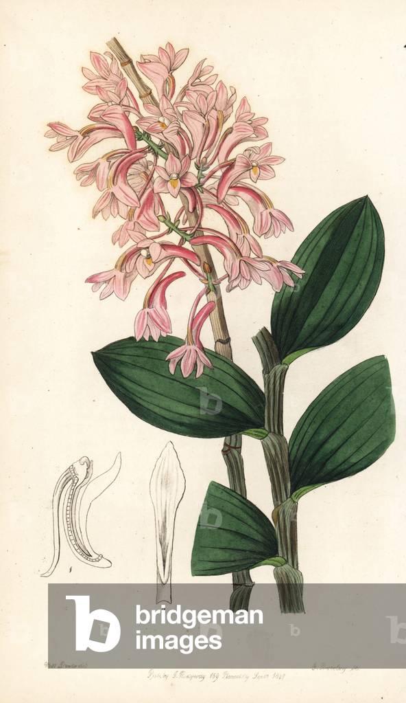 Orchid variete - Hasselt's dendrobium orchid, Dendrobium hasseltii (Kuhl's dendrobe, Dendrobium kuhlii). Handcoloured copperplate engraving by George Barclay after an illustration by Miss Sarah Drake from Edwards' Botanical Register, edited by John Lindley, London: Ridgeway, 1847.