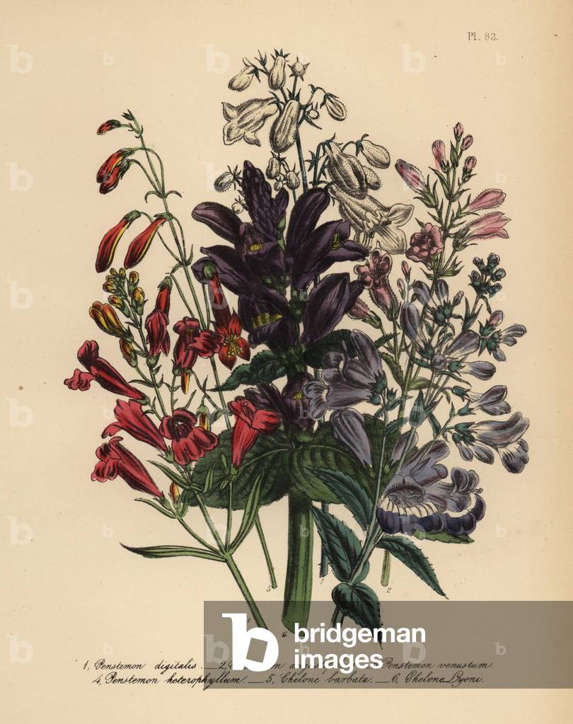 Foxglove-like penstemon, Penstemon digitalis, rose-flowered penstemon, P. angustifolius, graceful penstemon, P. venustum, variable-leaved penstemon, P. heterophyllum, bearded chelone, Chelone barbata, and Mr. Lyon's chelone, Chelone lyoni. Handfinished chromolithograph by Henry Noel Humphreys after an illustration by Jane Loudon from Mrs. Jane Loudon's Ladies Flower Garden of Ornamental Perennials, William S. Orr, London, 1849.