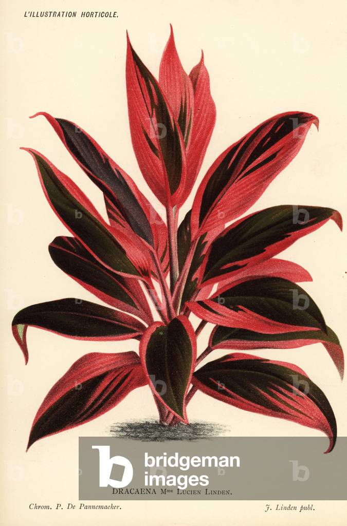 Cordyline cultivar, Madame Lucien Linden, cross of Cordyline fruticosa and Cordyline stricta (Dracaena Madame Lucien Linden). Chromolithograph by Pieter de Pannemaeker from Jean Linden's l'Illustration Horticole, Brussels, 1885.
