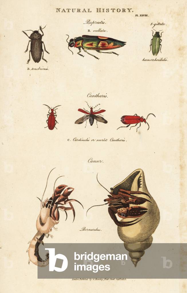 Bupreste et pagure (bernard l'hermit) - Jewel beetles, Buprestis ocellata, scarlet cantharis, and common hermit crab, Pagurus bernhardus (Cancer bernardus). Handcoloured copperplate engraving after Sydenham Edwards from John Mason Good's Pantologia, a New Encyclopedia, G. Kearsley, London, 1813.