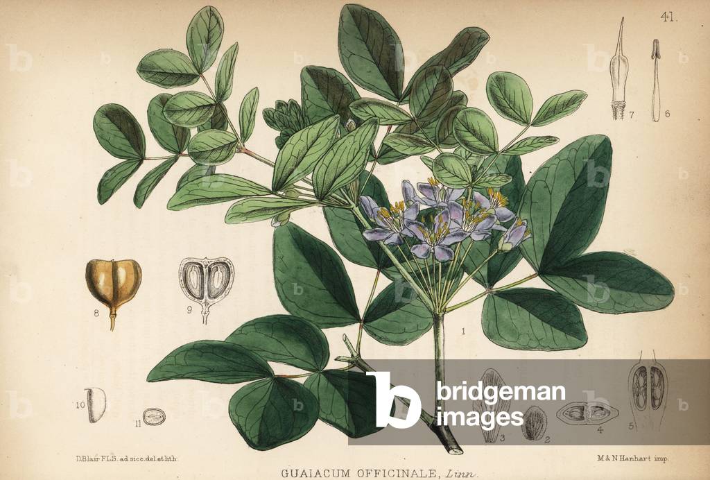 Roughbark lignum-vitae, guaiacwood or Jamaica guaiacum, Guaiacum officinale. Handcoloured lithograph by Hanhart after a botanical illustration by David Blair from Robert Bentley and Henry Trimen's Medicinal Plants, London, 1880.