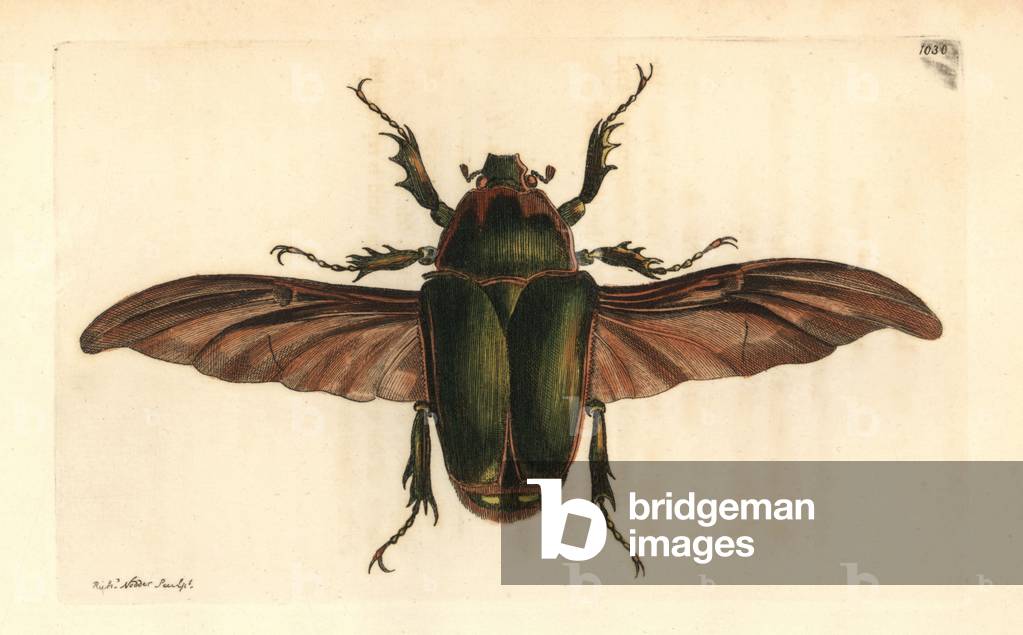 Insect, coleoptere variete, Mecynorrhina torquata - Lithography by Richard Polydore Nodder (1774-1823) published in The Naturalist Miscellany, 1812
