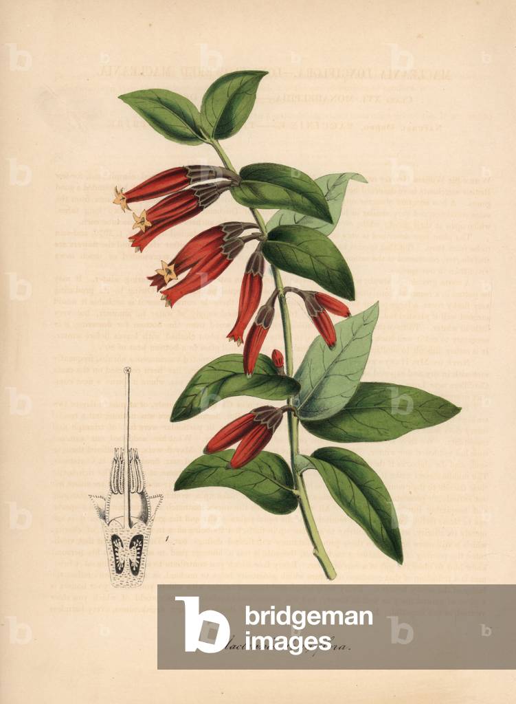Macleania has long flowers - Long-flowered macleania, Macleania insignis (Macleania longiflora). Handcoloured zincograph by C. Chabot drawn by Miss M. A. Burnett from her “” Plantae Utiliores: or Illustrations of Useful Plants,”” Whittaker, London, 1842. Miss Burnett drew the botanical illustrations, but the text was chiefly by her late brother, British botanist Gilbert Thomas Burnett (1800-1835).