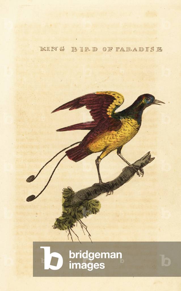 King bird-of-paradise, Cicinnurus regius
