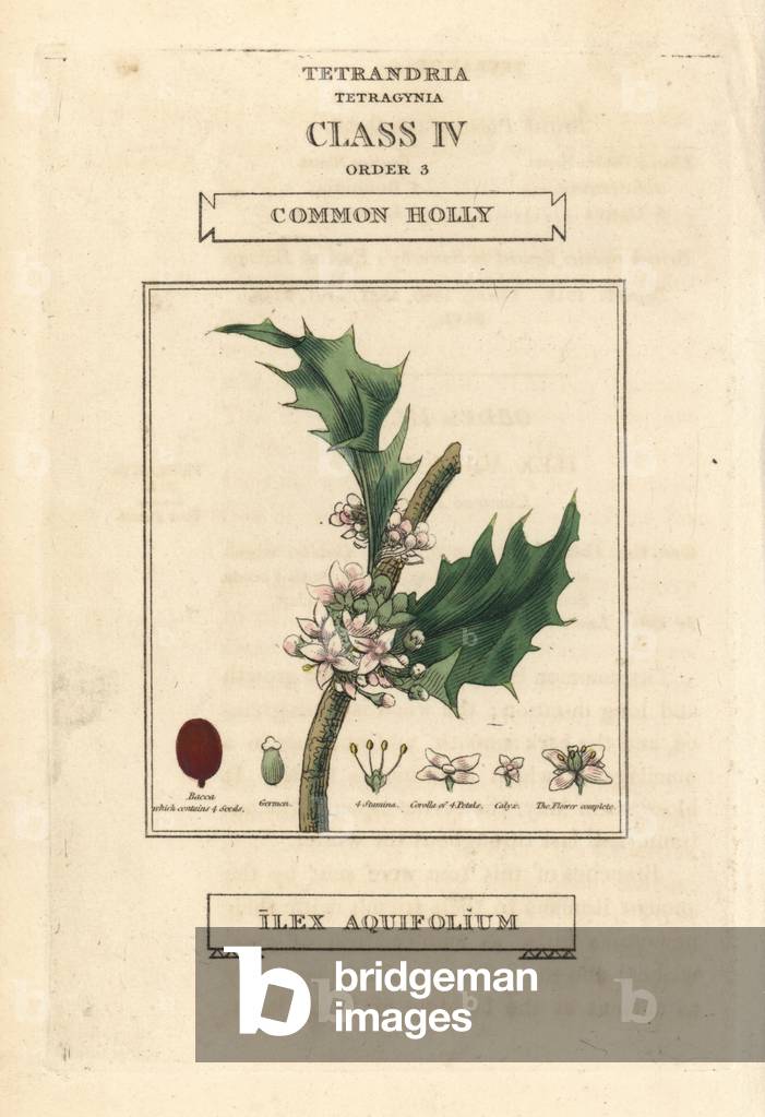 Common holly, Ilex aquifolium. Handcoloured copperplate engraving after an illustration by Richard Duppa from his The Clours and Orders of the Linnaean System of Botany, Longman, Hurst, London, 1816.