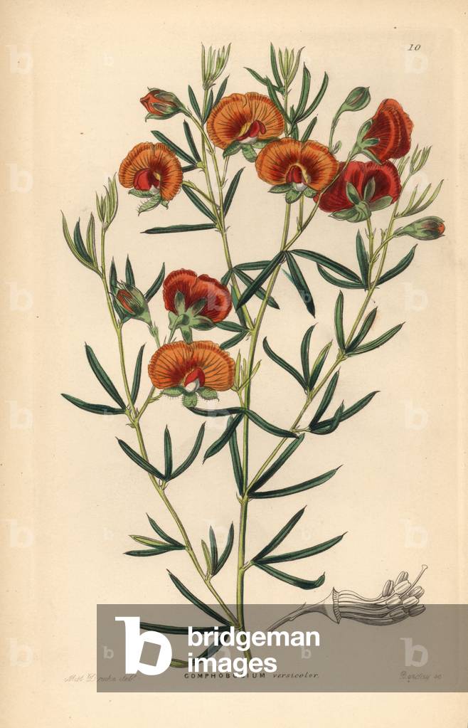 Changeable gompholobium, Gompholobium versicolor. Handcoloured copperplate engraving by G. Barclay after Miss Sarah Drake from John Lindley and Robert Sweet's Ornamental Flower Garden and Shrubbery, G. Willis, London, 1854.