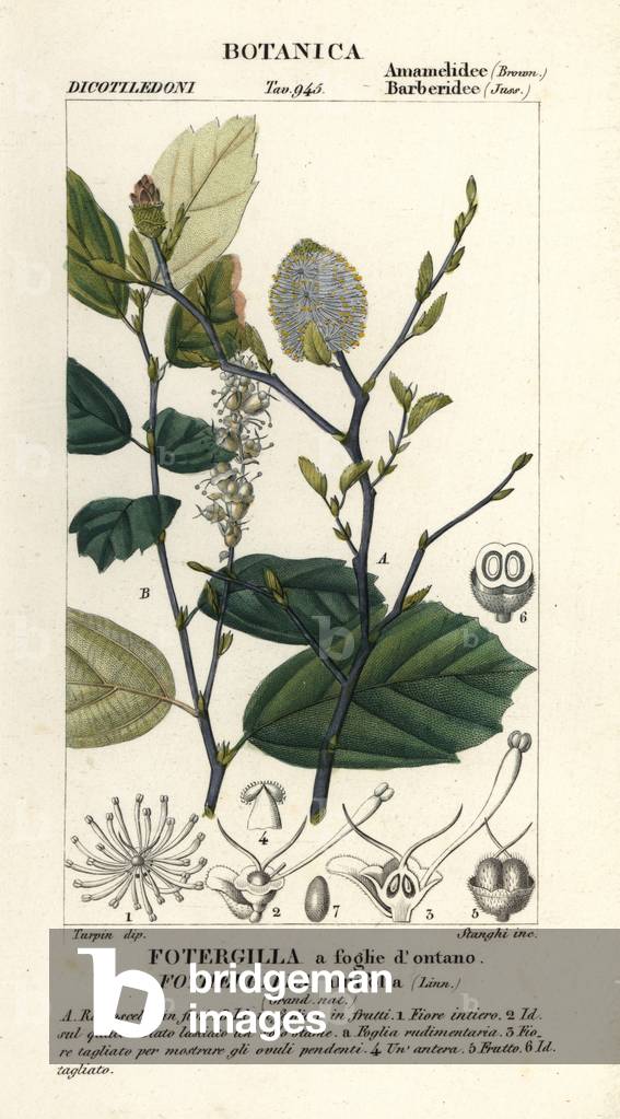 Witch elder, Fothergilla gardenii
