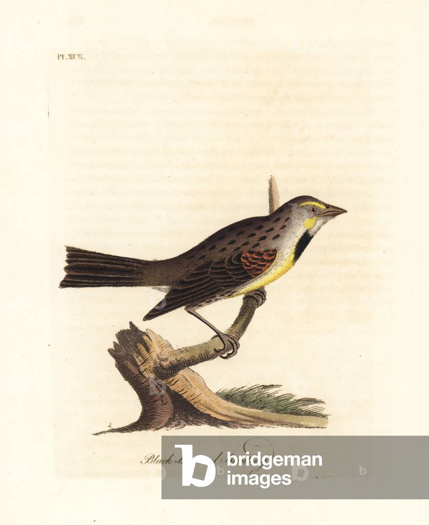 Dickcissel, Spiza americana (Black-throated bunting, Emberiza americana). Handcoloured copperplate drawn and engraved by John Latham from his own A General History of Birds, Winchester, 1822.