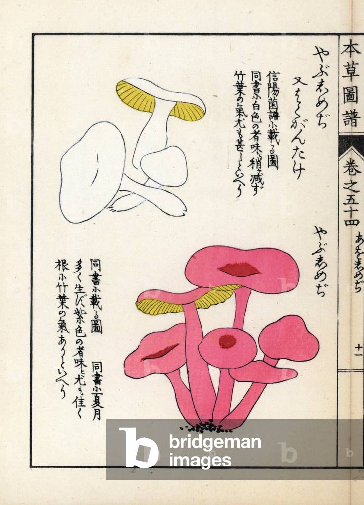 Mushrooms: shimeji varietes (white and pink) - Japanese print by Kanen Iwasaki (1786-1842), from Honzo Zufu, illustrative guide to medicinal plants, 1916 - Yabushimeji mushroom varieties - Colour printed woodblock engraving by Kan'en Iwasaki, from “” Honzo Zufu””, 1916