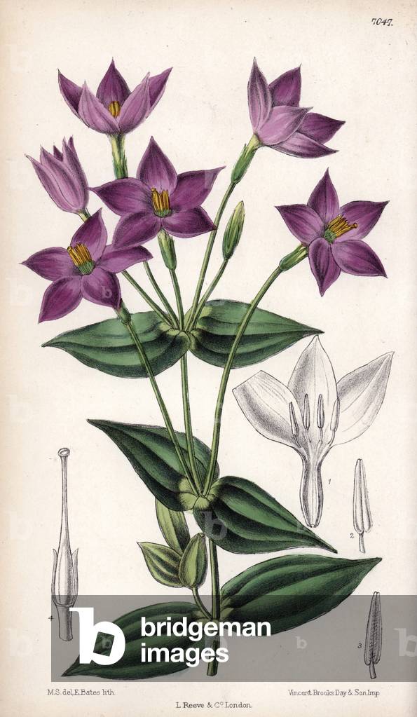 Chironia peduncularis, purple flower native to South Africa. Drawing by Matilda Smith (1854-1926), Lithography by J.N. Fitch in Curtis Botanical Magazine, by Joseph Dalton Hooker, published in London, England, by L. Reeve and Co, 1889.