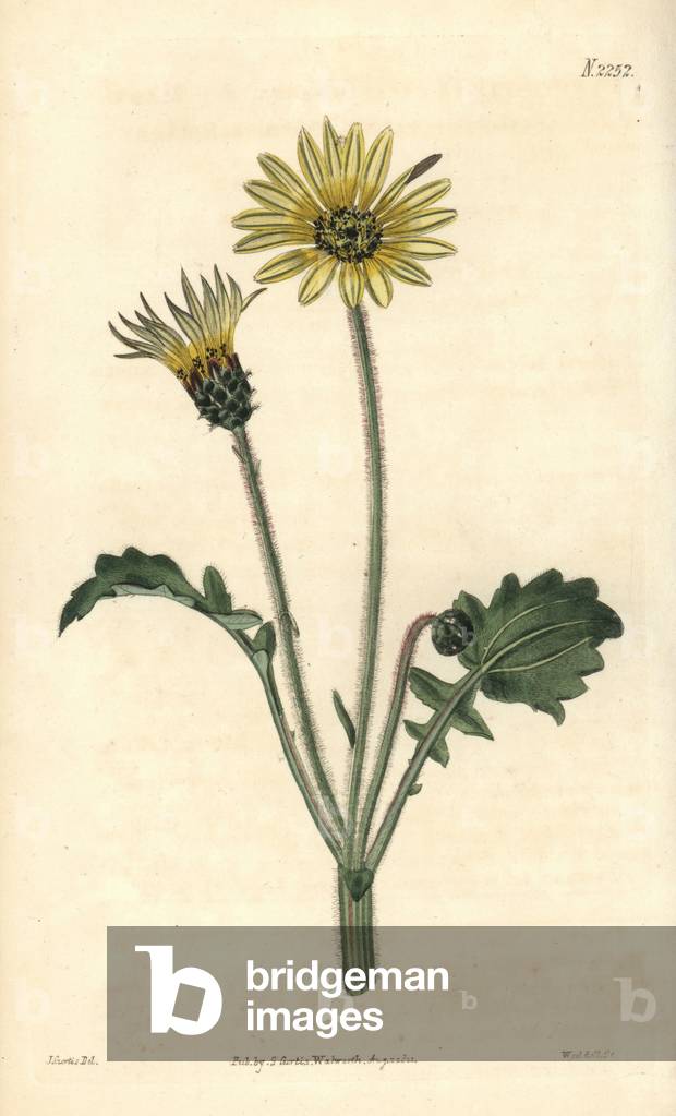 Cape marigold, Arctotheca calendula (Marygold-flowered cryptostemma, Cryptostemma calendulacea). Handcoloured copperplate engraving by Weddell after a drawing by John Curtis for Samuel Curtis' continuation of William Curtis' Botanical Magazine, London, 1821.