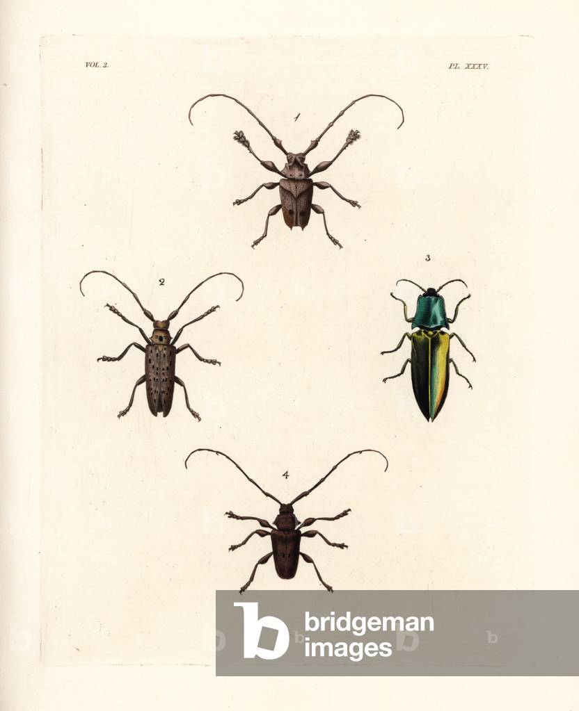 Steirastoma pustulatum beetle 1, Carolina sawyer beetle, Monochamus carolinensis 2, metallic jewel beetle, Chrysochroa fulgens 3, and longhorn beetle, Lagocheirus araneiformis 4. Handcoloured lithograph from John O. Westwood's new edition of Dru Drury's “” Illustrations of Exotic Entomology,”” Bohn, London, 1837.