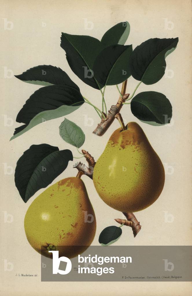 Pear pear peach variety. Chromolithography drawn by Walter Hood Fitch, Miss E. Regel and J.L. Macfarlane, lithography by G.Severeyns and Stroobant, Belgium, published in Floriste et Pomologie, by Robert Hogg, published in London 1878 to 1884.