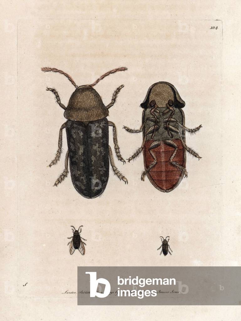 Big spin or death clock. Signed illustration S (George Shaw). Copper engraving by Frederick Polydor Nodder (1751-1801), for the naturalist collection, published in 1792 by George Shaw.
