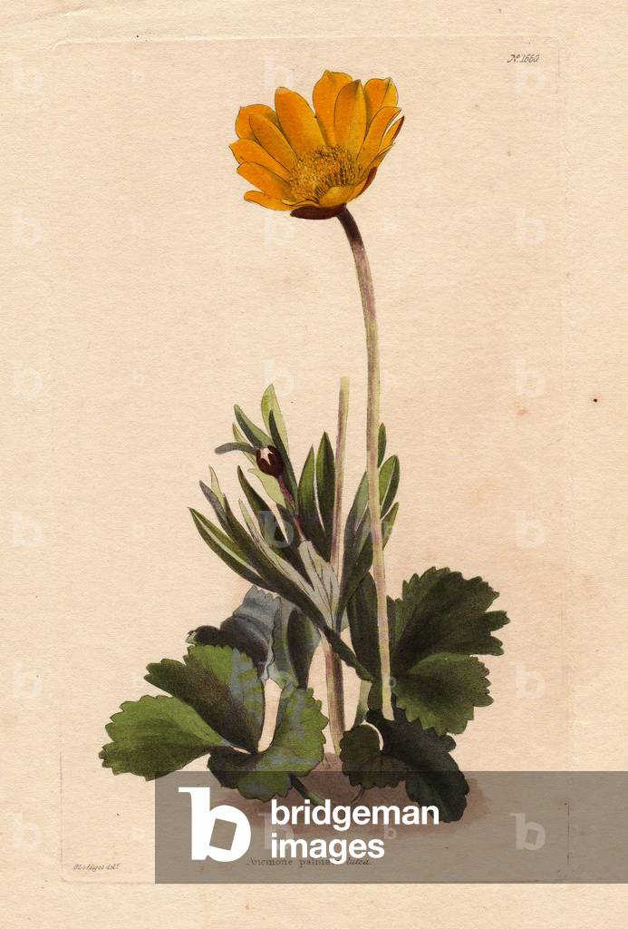 Variete of anemone from the western Mediterranean regions, has yellow flowers, native to Portugal, Spain, Provence and coasts of North Africa. Illustration by George Loddiges. Engraving by George Cooke (1781-1834). In Botanical Cabinet, an illustrative catalogue of nursery plants, published monthly from 1717 to 1833, by Conrad Loddiges and Sons.