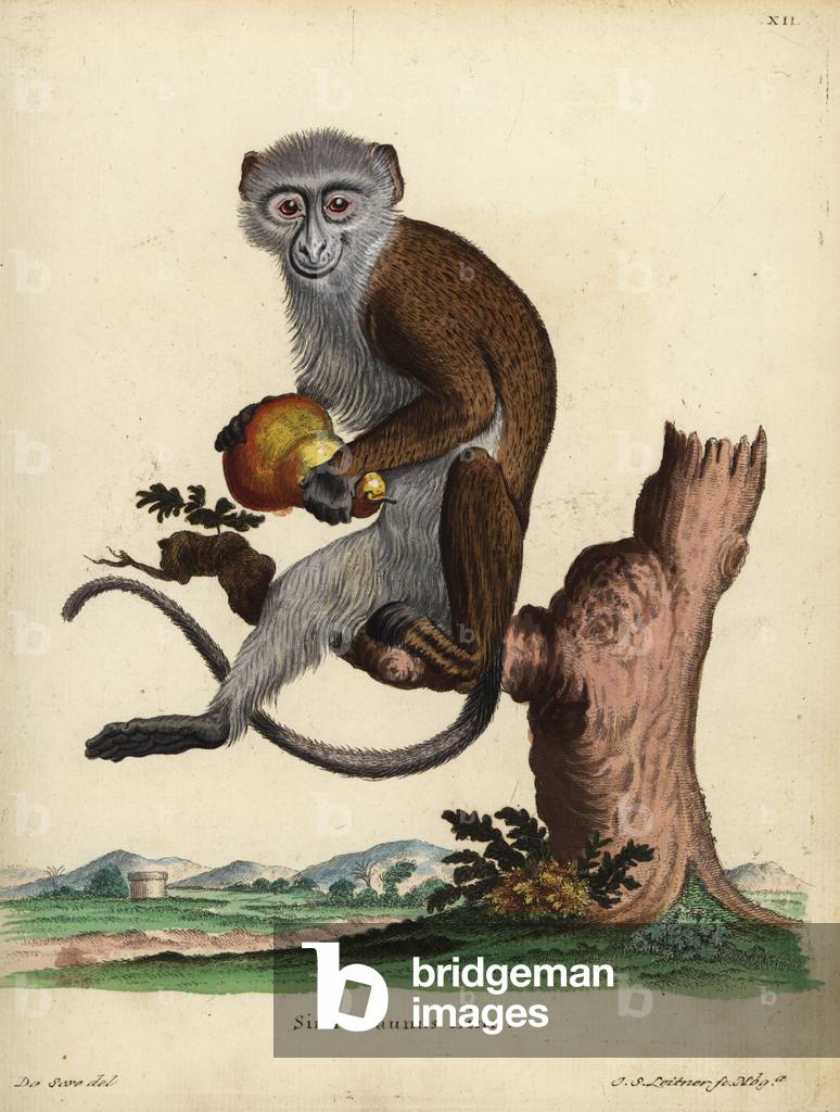 Diana monkey or Diana guenon, Cercopithecus diana. Vulnerable. Simia faunus Linn. Handcoloured copperplate engraving by Johann Sebastian Leitner after an illustration by Jacques de Seve from Johann Christian Daniel Schreber's Animal Illustrations after Nature, or Schreber's Fantastic Animals, Erlangen, Germany, 1775.