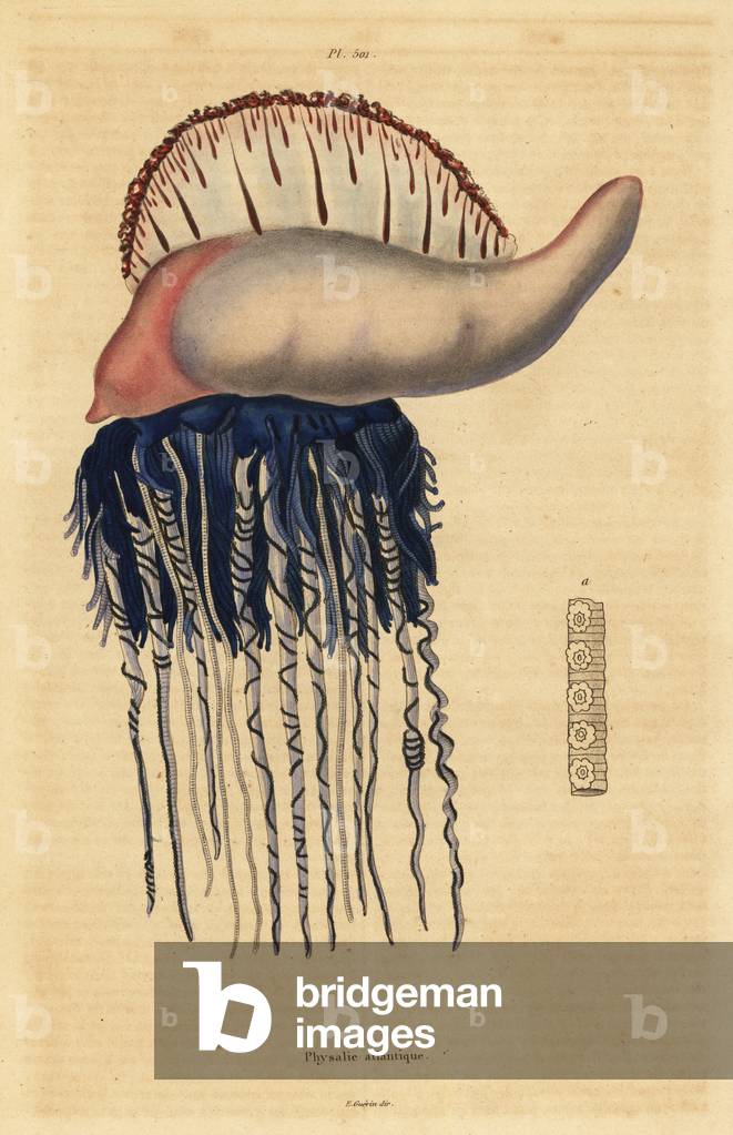 Portuguese man-of-war, Physalia physalis
