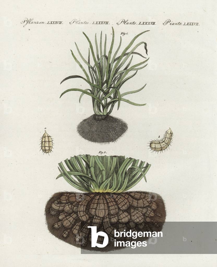 Chufa or tigernut sedge (Edible Souchet), Cyperus esculentus 1, tuberous roots 2, and earth almonds a, b. Handcoloured copperplate engraving from Friedrich Johann Bertuch's Bilderbuch fur Kinder (Picture Book for Children), Weimar, 1802.