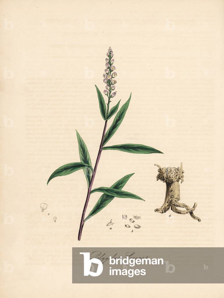 Virginia polygala also called milkweed or milkgrass - Seneca snakeroot, Polygala senega. Handcoloured zincograph by C. Chabot drawn by Miss M. A. Burnett from her “” Plantae Utiliores: or Illustrations of Useful Plants,”” Whittaker, London, 1842. Miss Burnett drew the botanical illustrations, but the text was chiefly by her late brother, British botanist Gilbert Thomas Burnett (1800-1835).