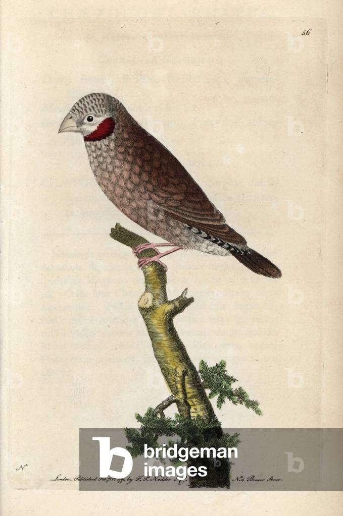 Amadine neck cut. Copper engraving by Frederick Polydor Nodder (1751-1801), for the naturalist collection, published in 1790 by George Shaw. Red throated grosbeak or cut throat sparrow. Amadina fasciata (Loxia jugularis). African finch with distinctive crimson throat. Handcolored copperplate engraving, illustration signed N (Frederick Polydor Nodder (1751-1801), artist and engraver) from George Shaw's “” Naturalist's Miscellany”” (1790).
