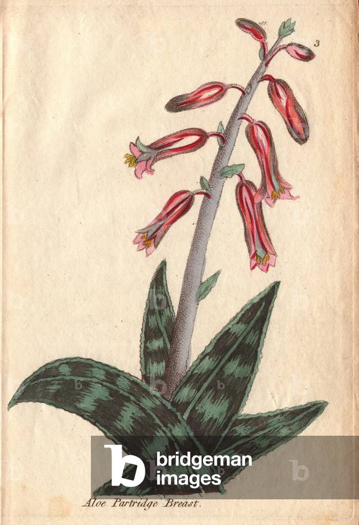 Partridge-breast aloe, Aloe variegata