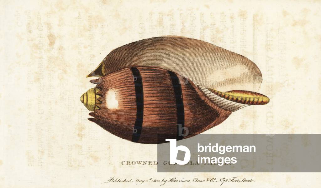 Crowned gondola shell, Cymbium species. Illustration copied from Georg Knorr. Handcoloured copperplate engraving from “” The Naturalist's Pocket Magazine,”” Harrison, London, 1800.