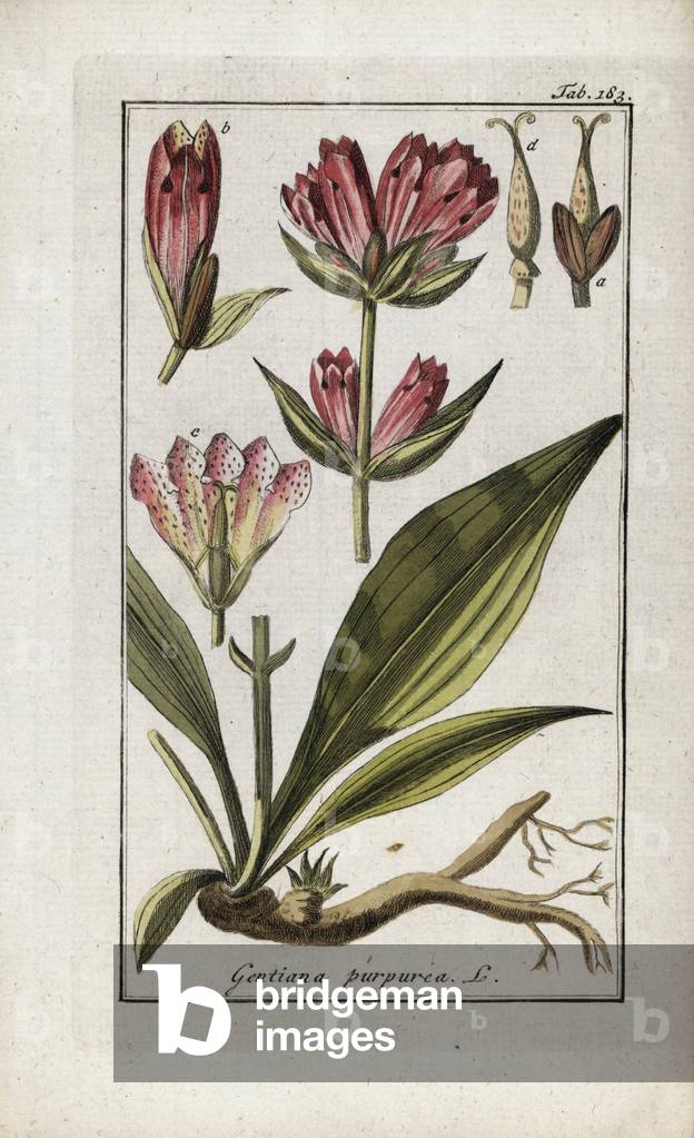 Purple gentian (Gentiana purpurea). Lithograph from “Afbeelding der Artseny-Gewassen” by Johannes Zorn (1739-1799), Netherlands, 1796. Purple gentian, Gentiana purpurea. Handcoloured copperplate botanical engraving from J. Zorn's “Afbeelding der Artseny-Gewassen,” Amsterdam, 1796.