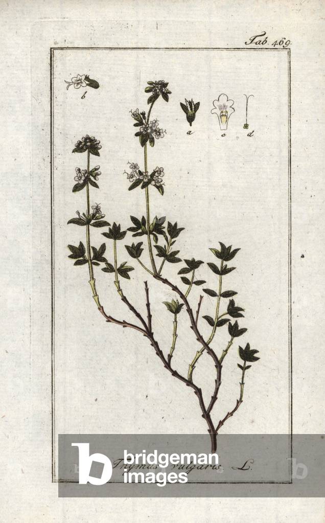Thyme grows or common or farigoule (Thymus vulgaris). Lithograph from “Afbeelding der Artseny-Gewassen” by Johannes Zorn (1739-1799), Netherlands, 1796. Common thyme, Thymus vulgaris. Handcoloured copperplate botanical engraving from J. Zorn's “Afbeelding der Artseny-Gewassen,” Amsterdam, 1796.