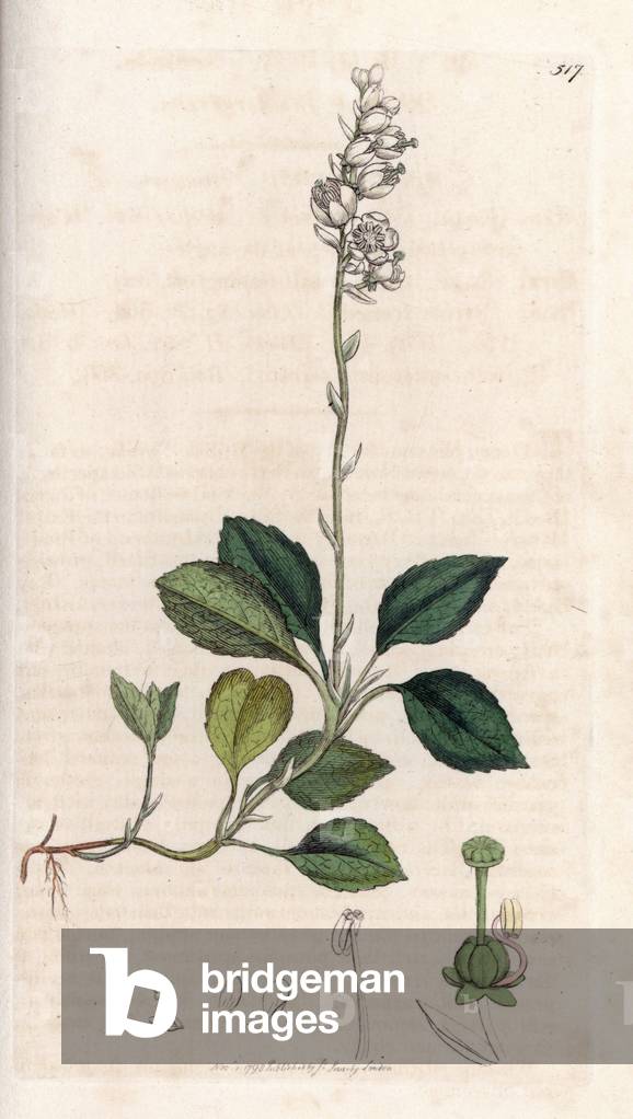Pyrole unilaterale (Orthilia secunda) - Lithography based on a drawing by James Sowerby for Smith's English Botanical, published in London (England), 1792
